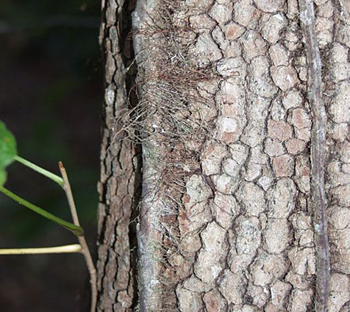 The ivy form likes shady areas poison ivy vine in winter. The ivy form likes shady areas