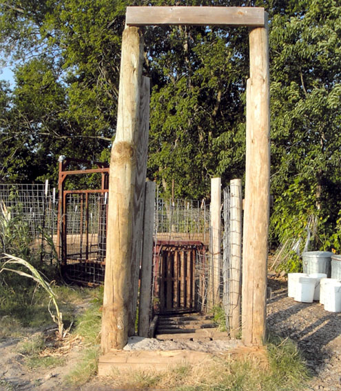 Feral Pigs Engage Roy Ferguson S Efforts To Remove Unstoppable Feral Pigs Engage Roy Ferguson S Efforts To Remove Unstoppable Menace North Texas E News