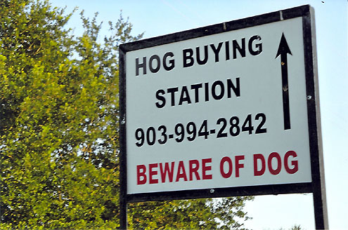 Feral Pigs Engage Roy Ferguson S Efforts To Remove Unstoppable A Sign In The Front Yard Of Roy And Tess Ferguson Farm Directs Vehicles To Holding Pen For Wild Hogs Photo By Fred Tarpley