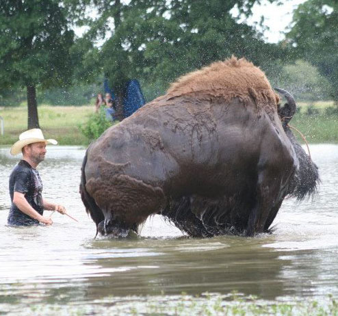 Pet buffalo to 'Round Greenville! - North Texas e-News