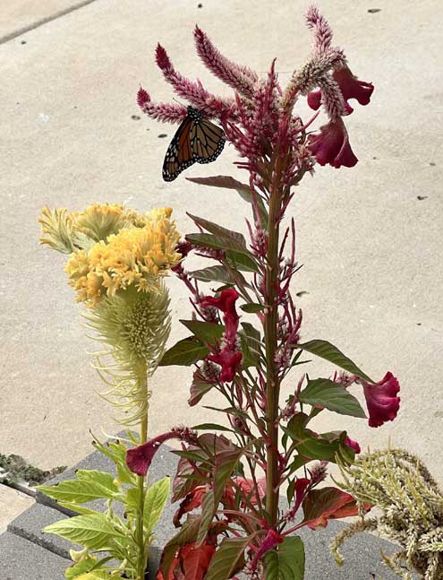 Monarch Butterfly Numbers Rise Dramatically - Texas A&M Today