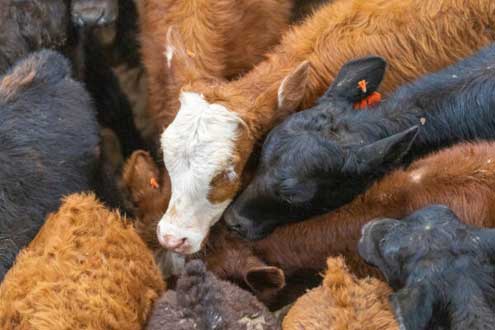 Beef cattle seminar open for Clay, Montague producers on Aug. 22 in  Bellevue - North Texas e-News