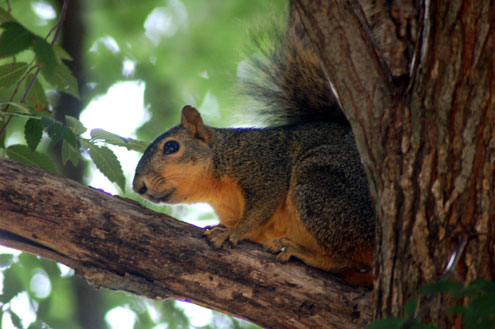 squirrel train table