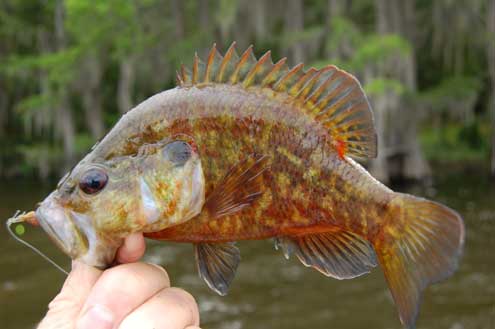 All bream are sunfish but not all sunfish are bream - North Texas