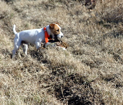 terrier bird dog