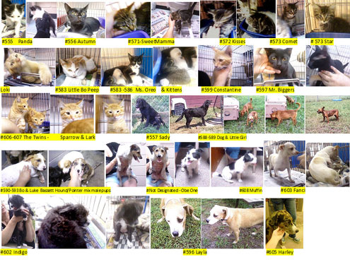 Bonham Animal Shelter adoption list - North Texas e-News