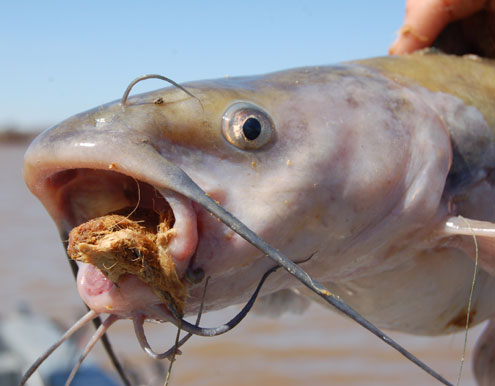 Shallow water channel catfish bite - North Texas e-News