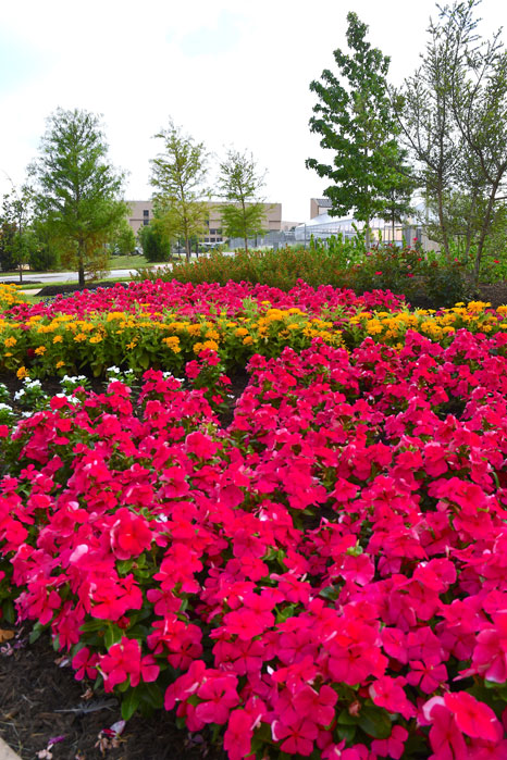 The Leach Teaching Gardens At Texas A M University Opens Printed