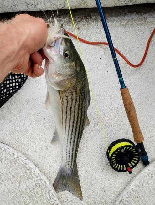 Lake Texoma Fishing Report :: October 2021 - North Texas e-News