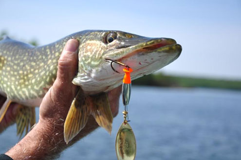 Saskatchewan a 'doable' fishing destination - North Texas e-News