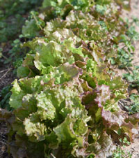 Collin County Learn Gardeners Affiliation to host 'Edible Gardening' Feb. 5 1 1a1aaadsc 3256