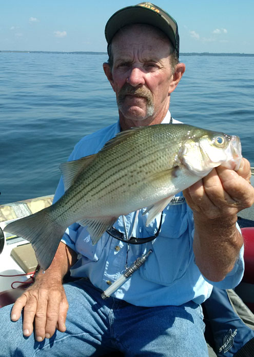 White bass plentiful at Lake Fork - North Texas e-News