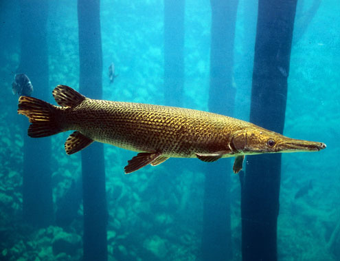 http://www.ntxe-news.com/artman/uploads/1aaaaaalligatorgar--.jpg