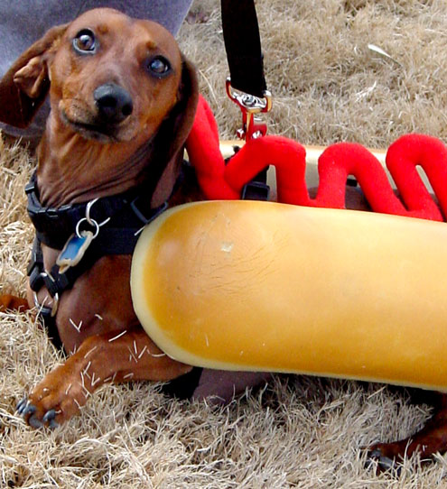 weenie puppies mardi gras parade feb 22 in mckinney printed from e news weenie puppies mardi gras parade feb 22 in mckinney printed from e news
