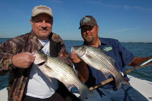 White bass now. Why wait on the run - North Texas e-News