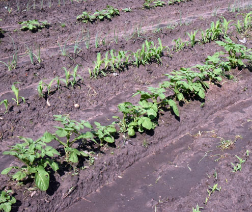 Victory Gardens North Texas E News