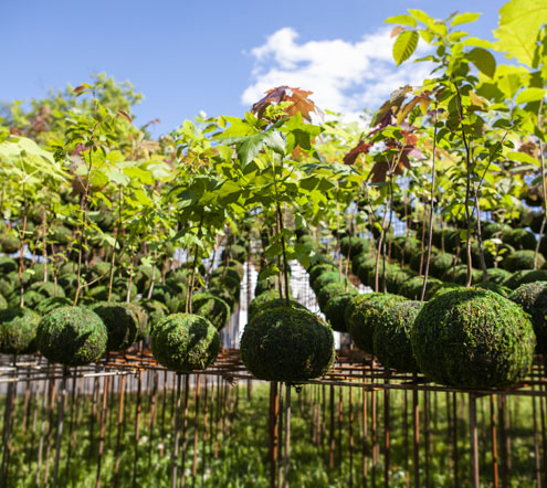 Visit Koedama Forest at Fort Worth Botanic Garden - printed