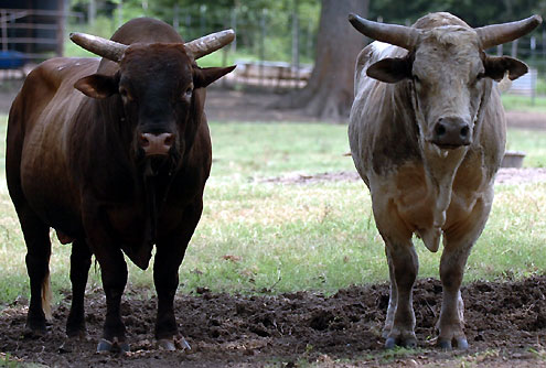 Kuechelhan Ranch Rodeo Bogata rodeo stock contractor for 2007 Kueckelhan Ranch Rodeo - North ...
