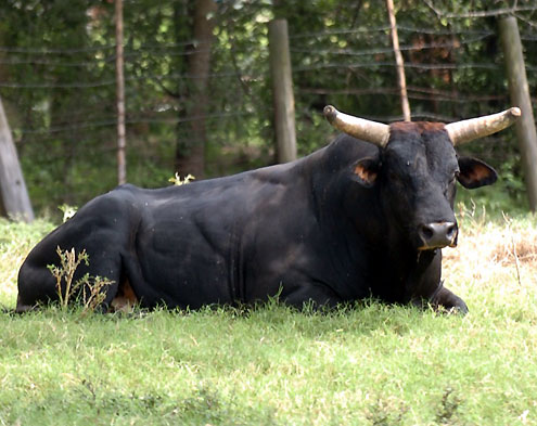 Kuechelhan Ranch Rodeo Bogata rodeo stock contractor for 2007 Kueckelhan Ranch Rodeo - North ...