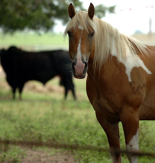 Kuechelhan Ranch Rodeo Bogata rodeo stock contractor for 2007 Kueckelhan Ranch Rodeo - North ...